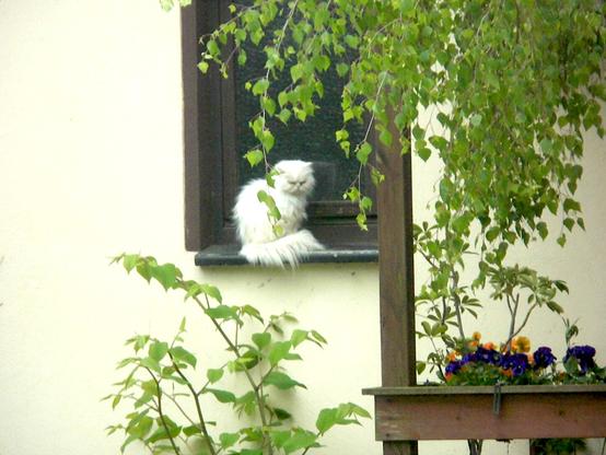 Eine weiße flauschige Katze sitzt auf dem Fensterbrett
von rechts oben des Fotos hängt eine Weide ins Bild
A white fluffy cat sits on the windowsill
A willow hangs in the picture from the top right of the photo