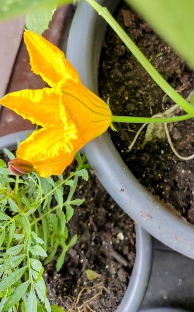 Zucchiniflower