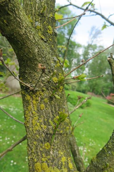 Photo of treespecies Quercus pontica X dentata : Category is bulk