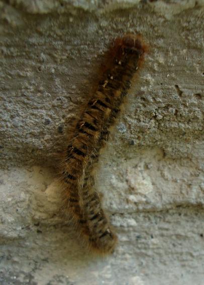 La grosse chenille du Bombyx du chêne je crois