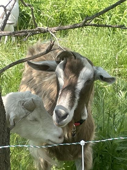 Two of the herd of goats helping out at Evergreen Brickworks in Toronto, munching up invasive plants in the meadowlands.