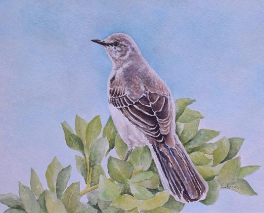 Watercolor painting of a northern mockingbird. Light blue background, soft green leaves.