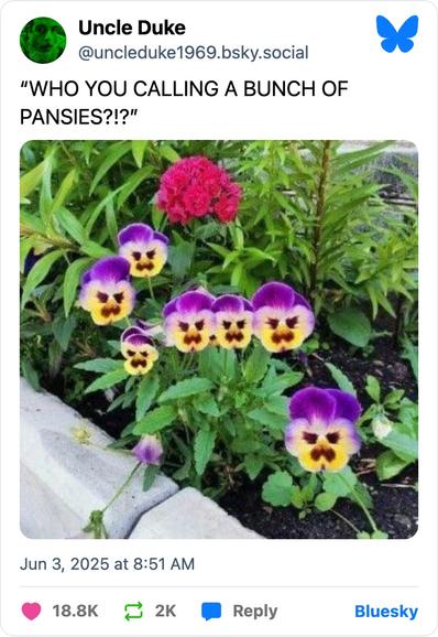 Photo by Plinky on June 10, 2025. May be an image of scorpion grass and text that says 'Uncle Duke @uncleduke1969.bsky.social "WHO YOU CALLING A BUNCH OF PANSIES?!?" ಬಿಬಿಜ Jun 3, 2025 at 8:51 AM 18.8K 2K Reply Bluesky'.