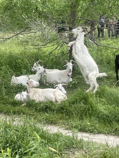 A photo off some of the Goats are helping out at EvergreenBrickworks in Toronto, munching up invasive plants in the meadowlands. One has hooked his front legs over a branch from a tree and nibbling on the leaves of another branch.