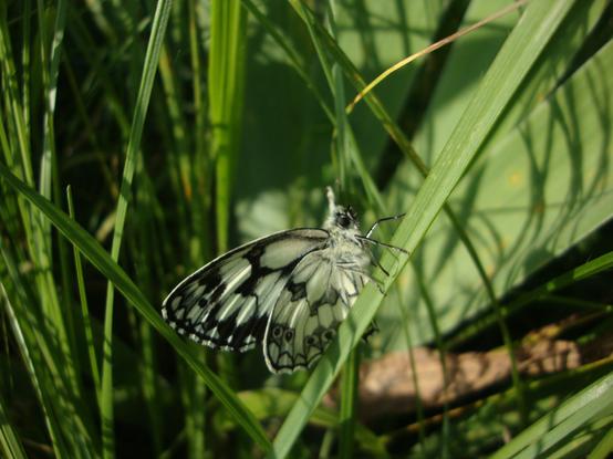 Demi-deuil (Melanargia galathea), papillon noir et blanc, photo Cathy Garcia Canalès