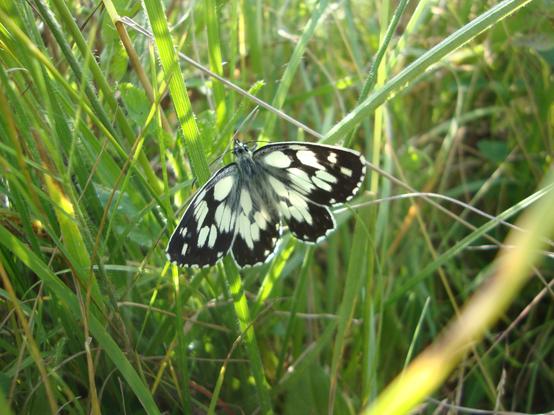 Demi-deuil (Melanargia galathea), photo Cathy Garcia Canalès