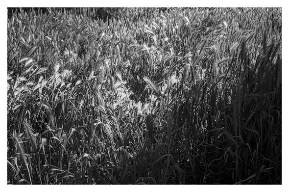 Black and white photograph of a dense field of tall grass and wild plants, with sunlight highlighting the tops of the vegetation and creating a play of light and shadow across the scene.