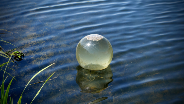 In einem Teich ist eine wassergefüllte Glaskugel über der eigentlichen Wasseroberfläche des Gewässers. Die Kugel ist nach unten offen, so dass Fische hinein schwimmen und nach oben aufsteigen können. Die Kugel im Bild ist derzeit aber leider nicht besucht...