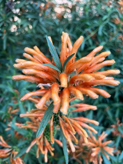 Oddlt tubular small flowers arrayed on top of stalk