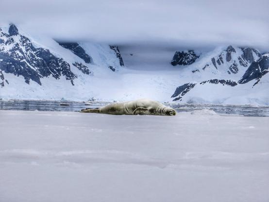 “There is a time for many words, and there is also a time for sleep.”
― Homer