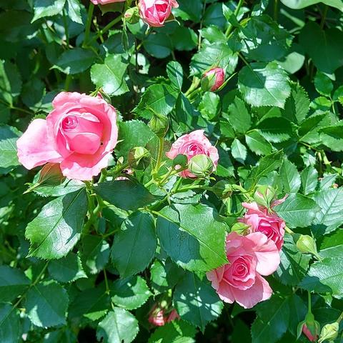 Roses