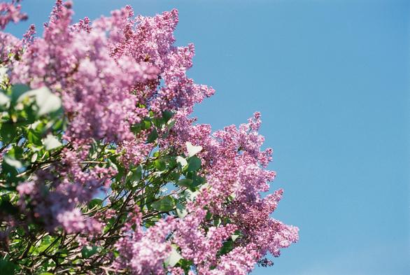 A bright colour photo of the pink flowers and green leaves of a lilac tree against a clear, blue sky. The somewhat chaotic depth of field has led many of the flowers to be out of focus, both at the front and the back. In between them all, a few flowers and buds are actually in focus, seemingly at random.