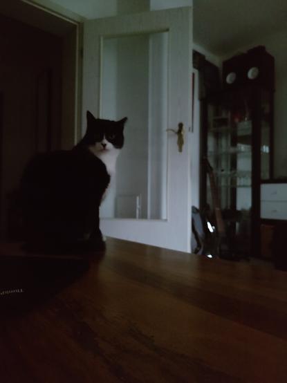 Der Kater Phips sitzt auf einem Holztisch. Er, im profil, blickt in die Kamera. Im Hintergrund eine weiße Tür mit Glas Einsatz und ein Vitrine mit Lautsprechern darauf. Das Bild hat eine relativ schlechte Qualität, aber der Kater ist trotzdem wundervoll