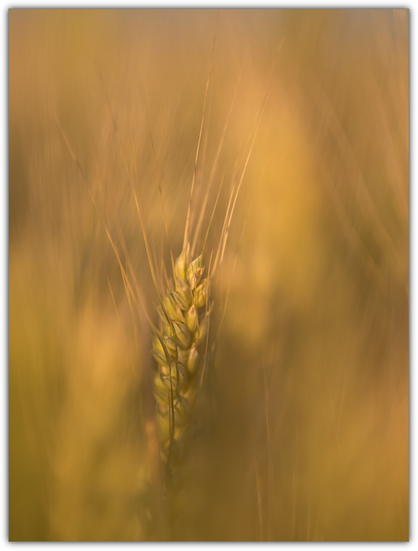 Eine Ähre im Feld. Durch andere Ähren im Hinter-und Vordergrund wirkt das Bild sehr weich und abstrakt