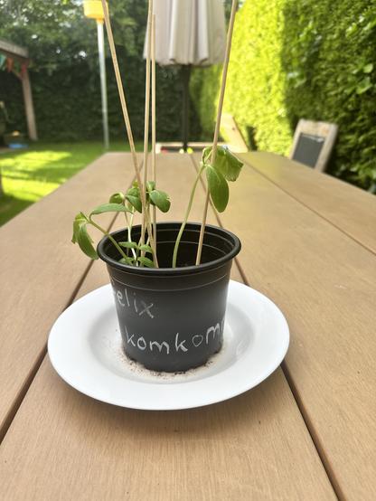Cucumber sprouting plant with skewer sticks for support, in a small black plastic pot.