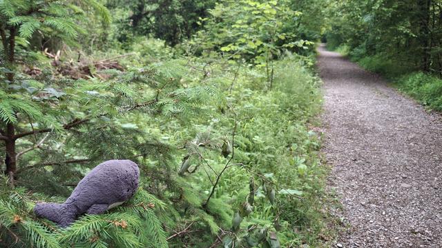 Reisewali im Wald auf einem kleinen Nadelbaum