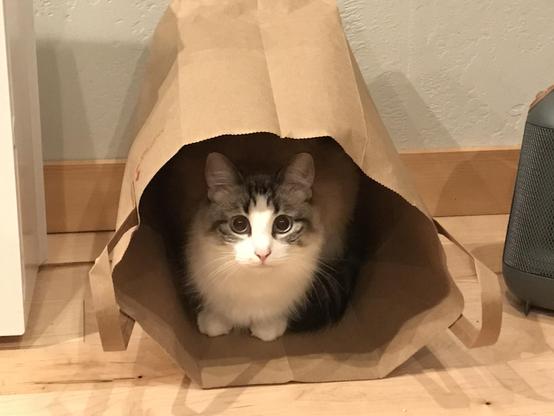 A small white-and-brown, medium-haired cat looking out of a paper grocery bag. She is, by far, the cutest little cat in the history of the world.