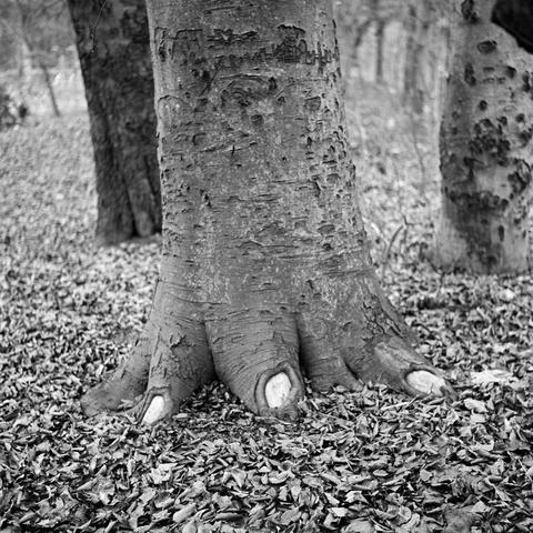 Das Foto zeigt die Wurzeln eines Baumes. Durch die fehlende Rinde an manchen Stellen, sieht es aus, als hätte der Baum Fussnägel