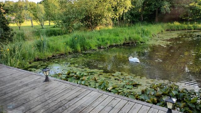 The second of a pair of images showing a swan find it's way into a lake.
