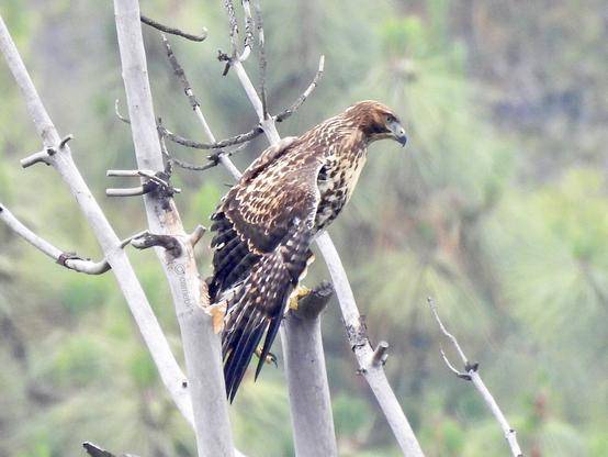 A hawk perched above their nest with green foliage in the background.
