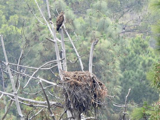 A hawk perched above their nest with green foliage in the background.