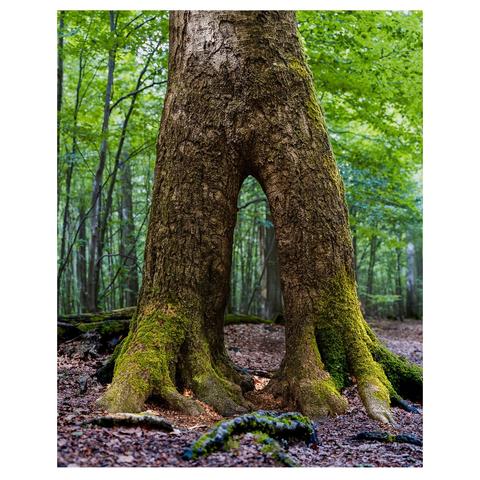 Ein imposanter Baum steht in einem grünen Wald, seine dicke, verwitterte Rinde umarmt von leuchtend grünem Moos. Das merkwürdige an dem Baum ist, dass unten zwei Stämme aus dem Erdreich ragen, die sich gut einen Meter weiter oben zu einem dicken Stamm vereinen. Es sieht so aus als stünde der Baum auf zwei Beinen.