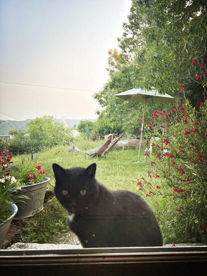 Madiba, la chatte noire, observe et viendra ensuite réclamer des caresses