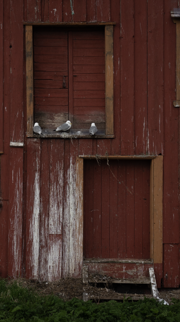 A red building, with windows and doors that are closed with wood from the inside. One of the windows has a tilted window sill, on which three kittiwakes are standing. There are three big white areas of poop splatter on the wall below them, stretching from a bit underneath the window until the ground level, indicating a lot of repeated pooping over a long period of time. On the ground, there’s a lot of nest material from destroyed/fallen nests. There’s a similar poop and destroyed nest pattern on the left of the window, where a vertical beam has received a slanted wooden blank as well on top. There’s no kittiwake on that one.