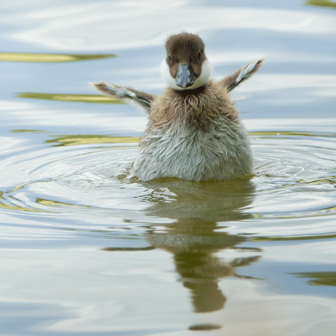Telkänpoikanen. Goldeneye duckling.