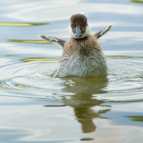 Telkänpoikanen. Goldeneye duckling.