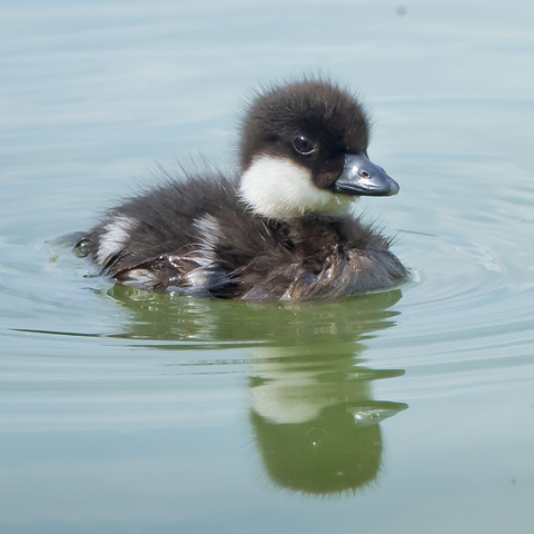 Telkänpoikanen. Goldeneye duckling.