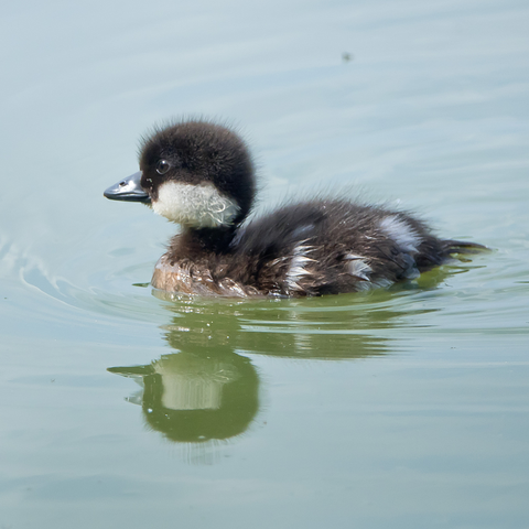 Telkänpoikanen. Goldeneye duckling.