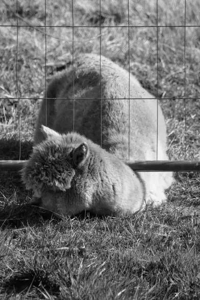 Schwarzweißfoto von einem Alpaka, das liegend unter einem Bauzaun hindurch im Gras mümmelt. Sein Körper läuft auf die Kamera zu, der Hals und Kopf schauen nach links, so dass man sie schön seitlich sieht. Auf den Bauzun schaut die Kamera frontal drauf, die Sonne kommt von rechts. Insgesamt ist die Athmosphäre sehr wholesome.
