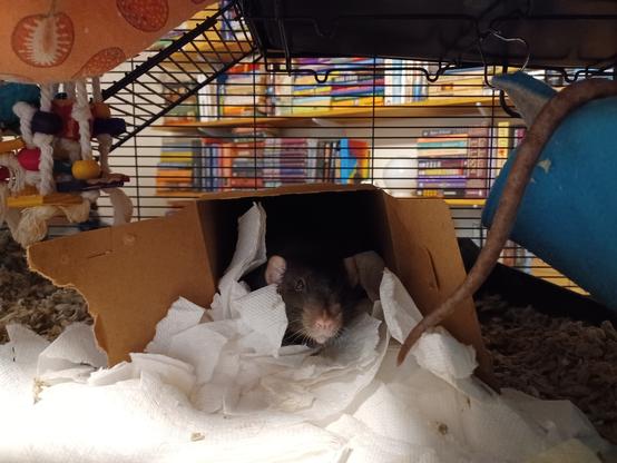 a cute pet rat, peering suspiciously out of his cardboard box