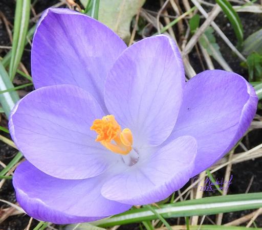 Lila krokus wijd open in een grasveld.