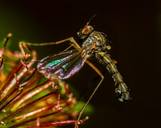 Macro shot of a mosquito