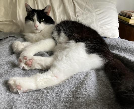 A medium-hair tuxedo cat, curled up in a bed next to my pillows, paws outstretched such that you can see the beans on both rear paws. He's looking directly into the camera.