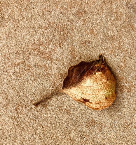 A color photo showing an overhead view of a small golden leaf on a blonde sandstone background.