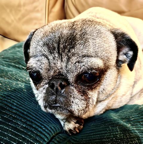 Photo of Polly, a fawn-colored Pug, lying on a green corduroy pillow.