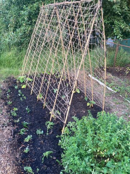 A growing bed on an allotment has an inverted V shape bamboo cane frame with jute netting for the plants to climb up. Some alyssum and poached egg plants have been planted along the edge of the wood chip path. A row of bush beans are also in the bed. In the middle of the bamboo structure are some courgette, patty pan and cucumber plants. The plants for growing up the netting are spaghetti squash, tortarello and carosello which are melon/cucumber hybrids, gherkin, tromboncino squash, The netting may not take the weight of all this but I’m not expecting the plants to all thrive where they are. It is shaded by a large apple tree for part of the day. The Apple tree is in the background.