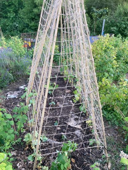 A bamboo cane structure wrapped in a jute netting. One side of the net has gherkins, cornichons and tromboncino squash growing up it. The other has more gherkins and some czar and Greek gigantes beans. The frame has raspberries in front of it. Some cucumbers, patty pan and courgette plants are planted in the centre also.