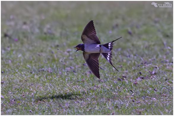 A photo of a barn swallow flying low to the ground, about to catch a flying insect, in its wide open beak.