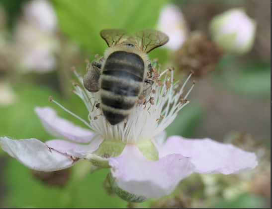 Eine Biene sitzt auf einer Blüte und ist von hinten zu sehen. Seitlich links ist die graue Pollenhose zu sehen.