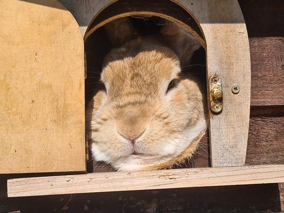 A ginger rabbit, staring out of a small doorway to his hutch, watching the world go by