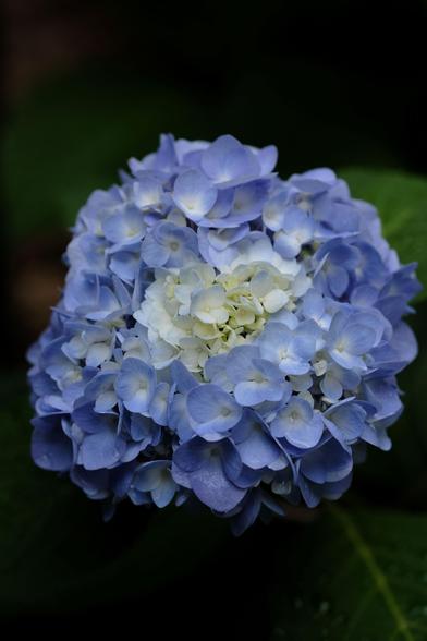 A close up of a hydrangea blossom: light violet colors around the edge and light cream color in the center