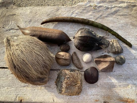 A montage of seeds collected on a tropical beach, arranged on a piece of driftwood.