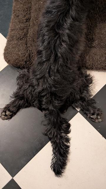 Sploot