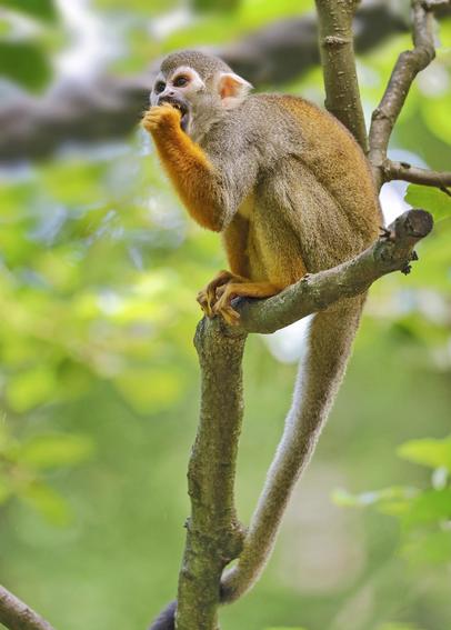 Squirrel monkeys are small, agile primates found in the tropical forests of Central and South America. They have a slender body, short fur, and a long, non-prehensile tail used for balance—not for grasping branches. Their faces are white with dark markings around the eyes and mouth, and their body fur is usually grayish with yellow or orange on the arms and legs.