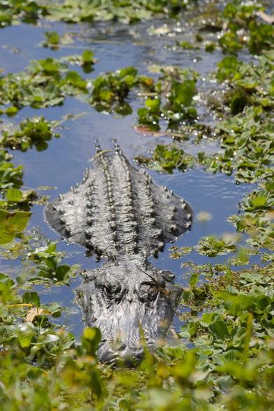 An alligator is resting in water surrounded by floating plants. Its head and body are visible, but its tail is underwater. A small lizard is on its left eye, which is closed.