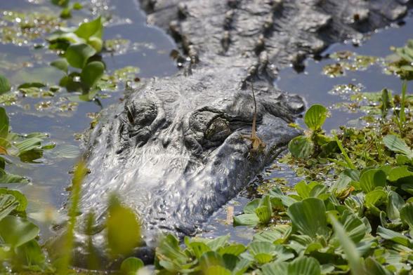 An alligator is resting in water surrounded by floating plants. This image is a close-up of its head. A small lizard is next to its left eye, which is closed.